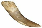 Fossil Plesiosaur (Zarafasaura) Tooth - Morocco #287167-1